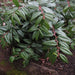 Leucothoe plant