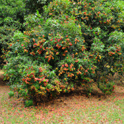 lychee tree for sale