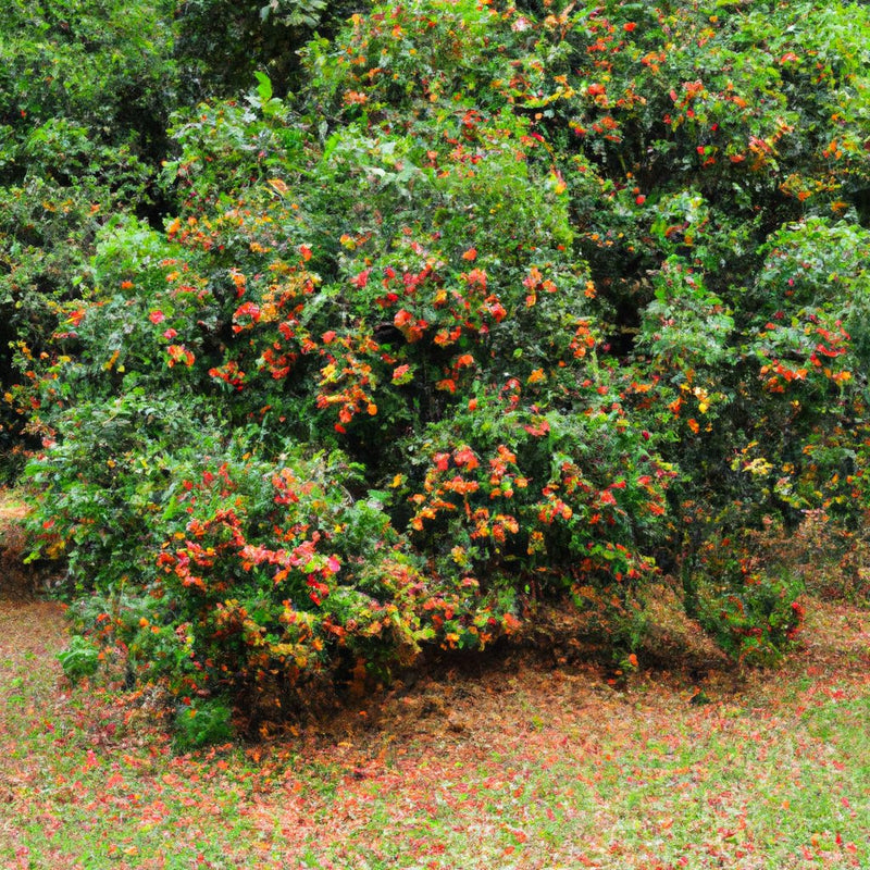 lychee tree for sale