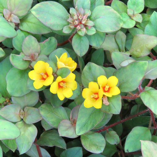 Lysimachia procumbens