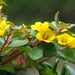 Lysimachia procumbens