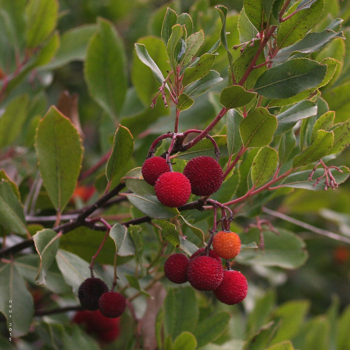 Madrone