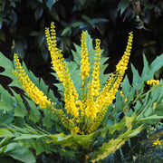 Mahonia japonica