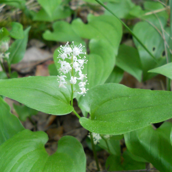 Maianthemum Bifolium