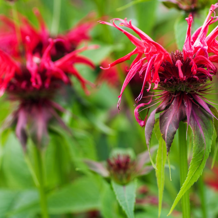 Monarda Didyma