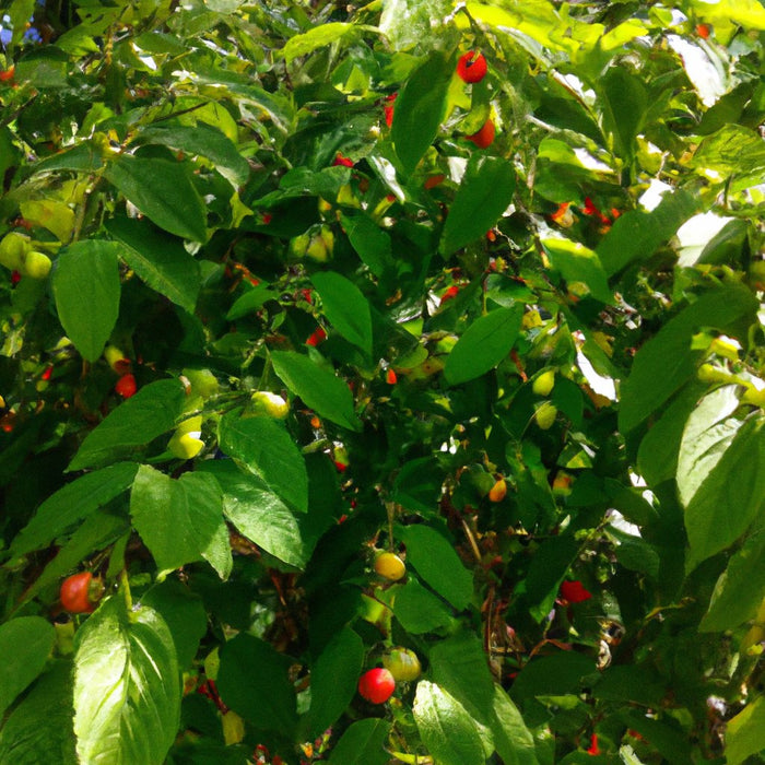 Buy Muntingia calabura (Singapore Cherry) - A Versatile Fruit Tree for Your Garden