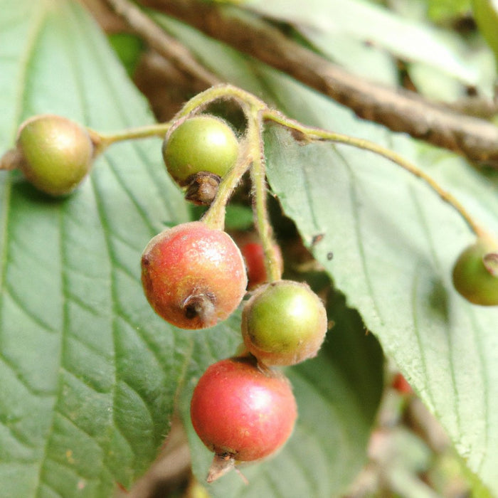 Muntingia Calabura (सिंगापुर चेरी) खरीदें - आपके बगीचे के लिए एक बहुमुखी फल का पेड़