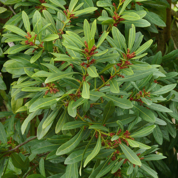 Myrica Plant