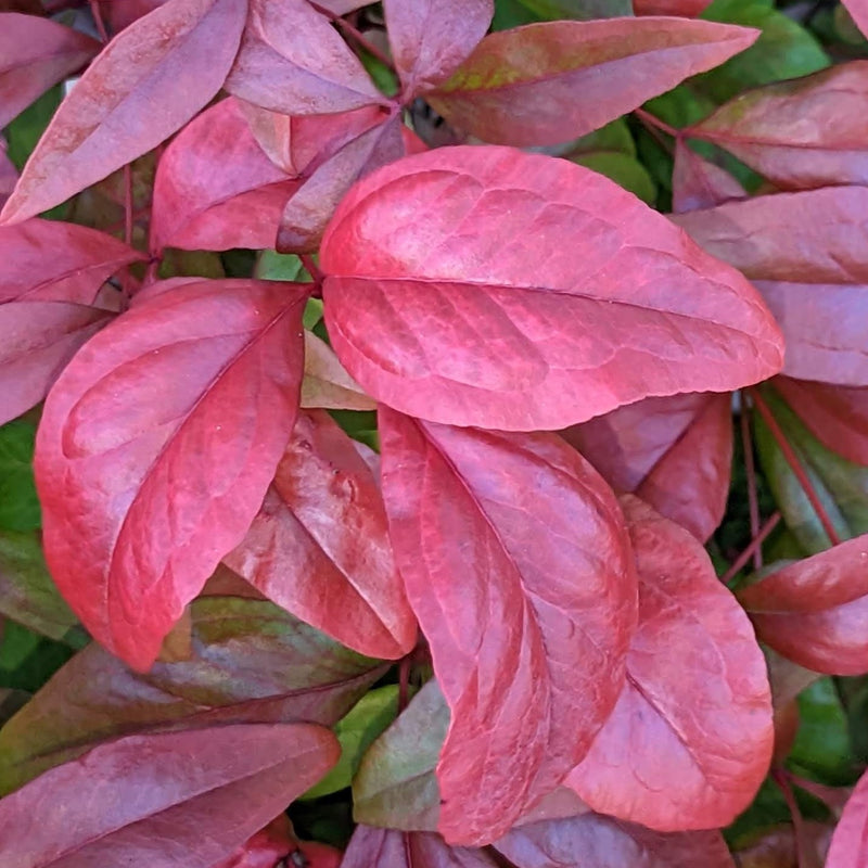 Nandina Domestica