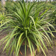     Narrow Leaf Dracaena