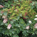 Oakleaf Hydrangea plant