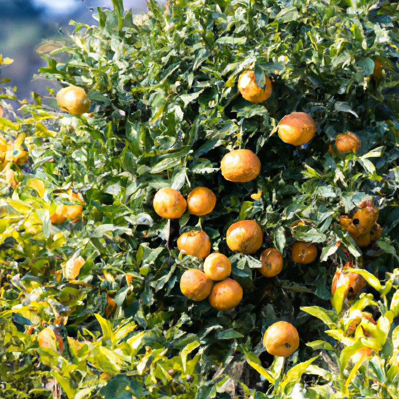 నారింజ చెట్లను ఆన్‌లైన్‌లో కొనండి | C. రెటిక్యులాటా, C. డెలిసియోసా మరియు C. నోబిలిస్ రకాలు