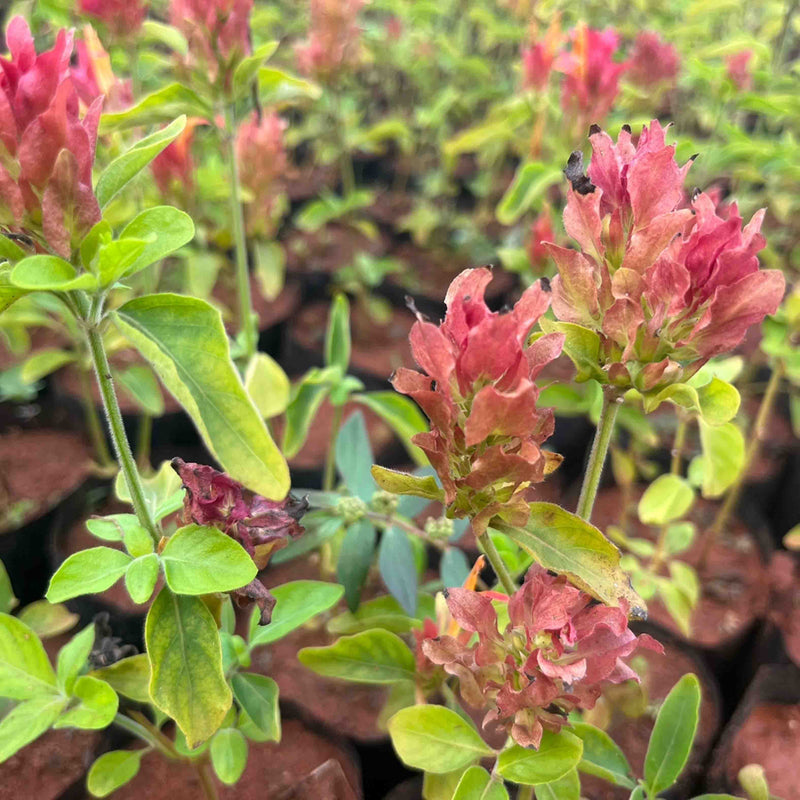    Pachystachys lutea pink