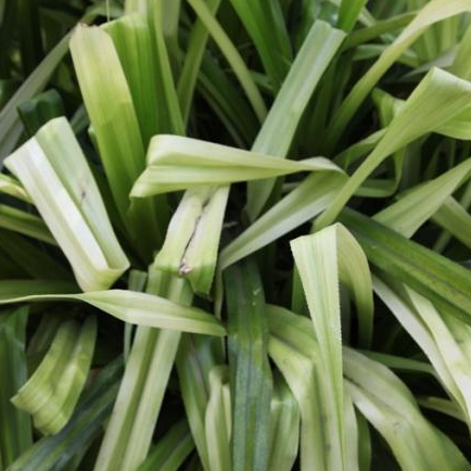 Exotic Pandanus tectorius var sanderae and Pandanus Variegatus Plants for Sale