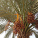 date palm tree