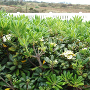 Pittosporum Tobira