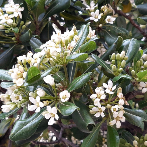 Pittosporum Tobira plant