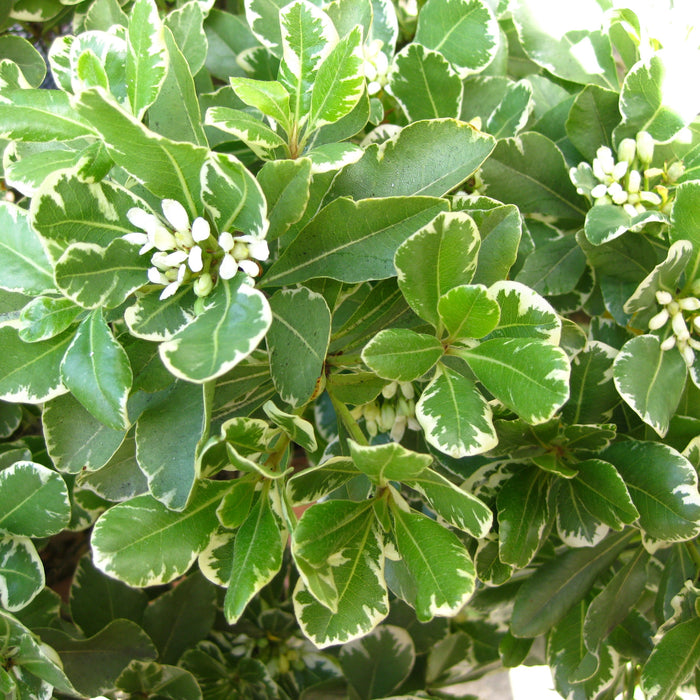 Pittosporum tobira 'Variegatum'