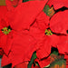 Poinsettia Bright Red