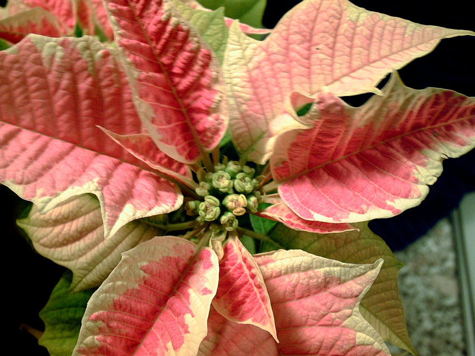  Poinsettia