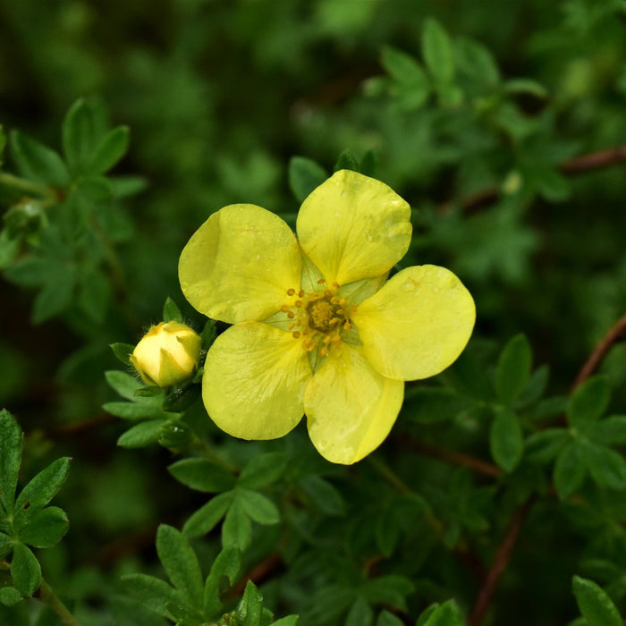 Potentilla