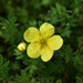 Potentilla