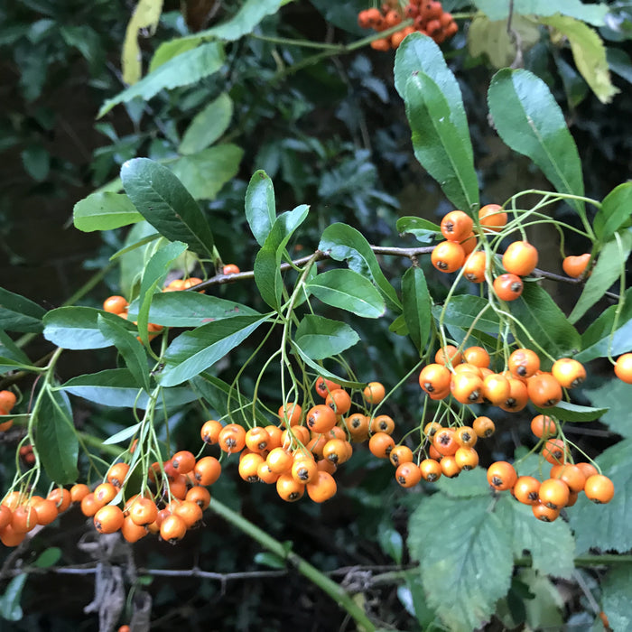 Pyracantha plant