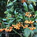 Pyracantha plant