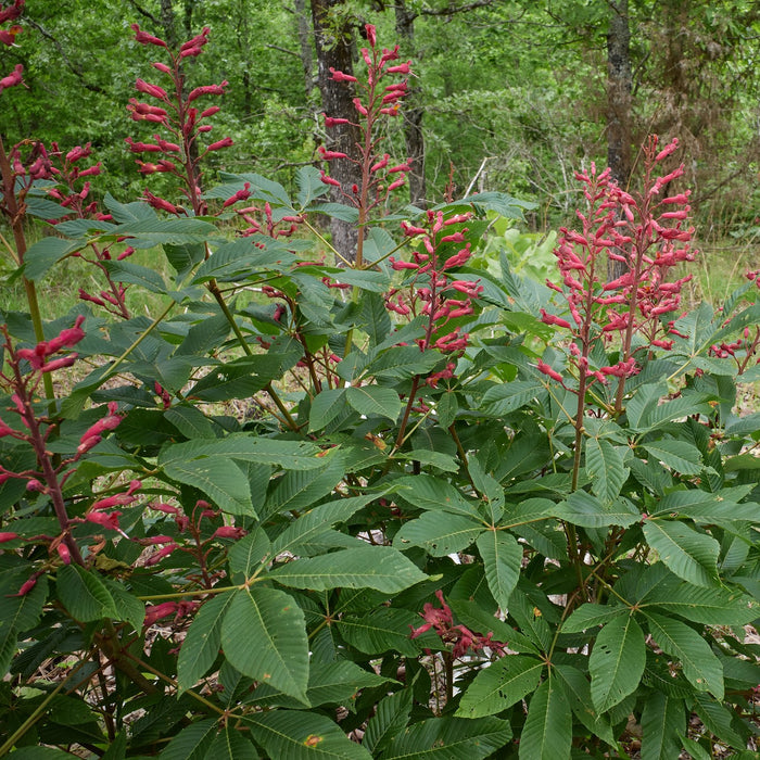 Red Buckeye