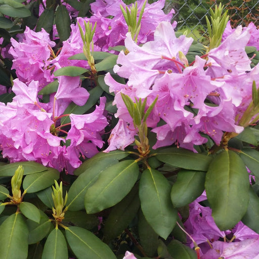 Rhododendron plant