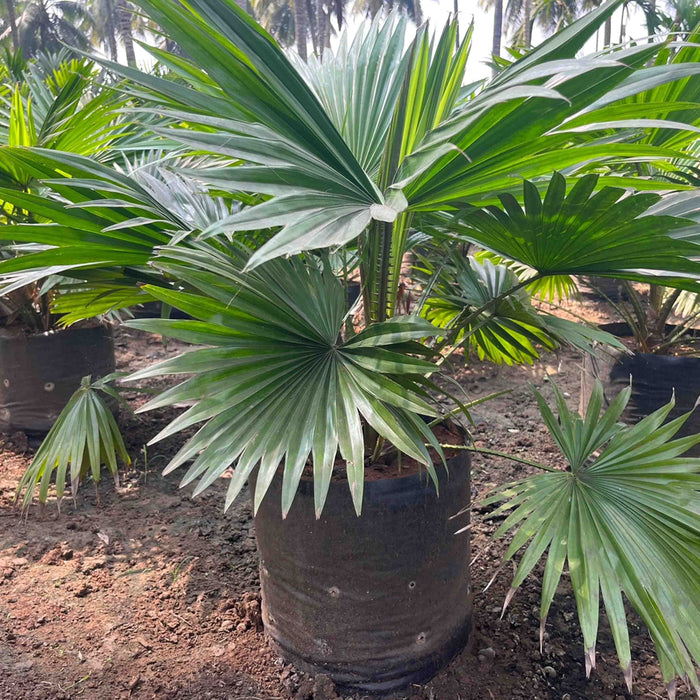     Round Leaf Fan Palm