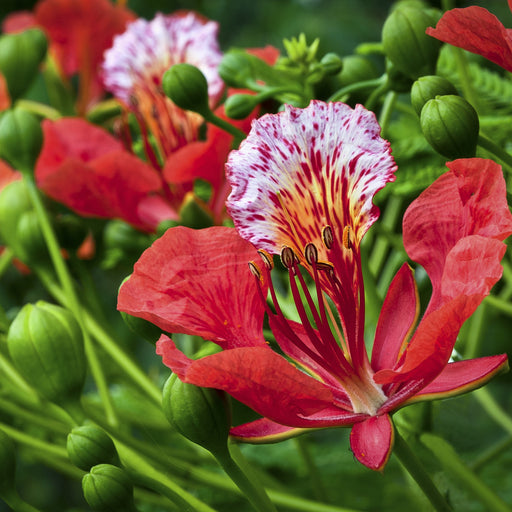    Royal Poinciana