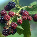 Rubus fruticosus