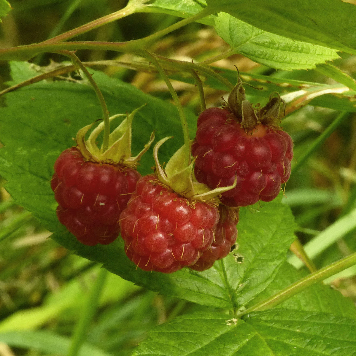 Raspberry (Rubus idaeus) Plants for Sale - Elevate Your Garden with Th ...