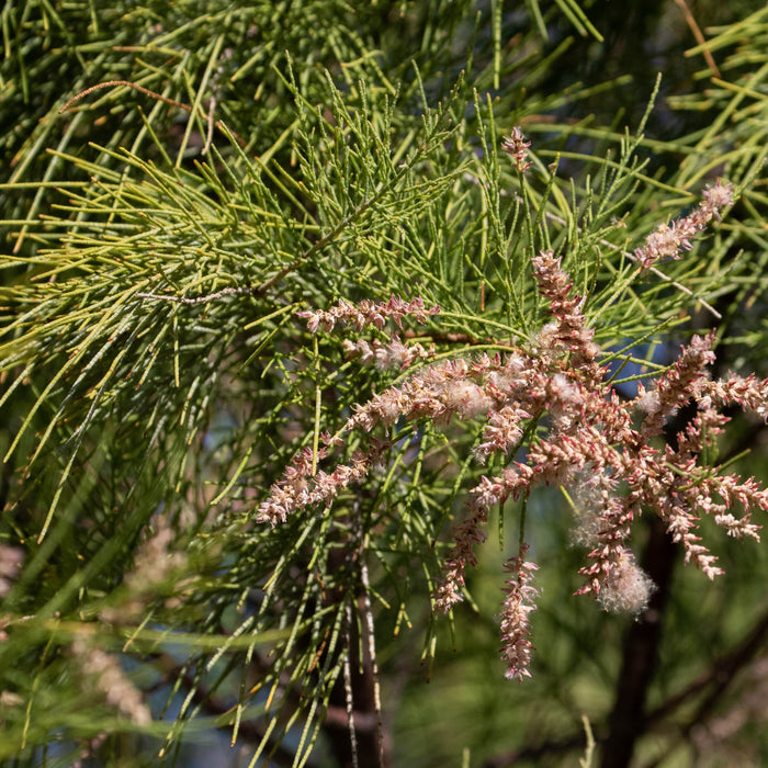 Salt Cedar