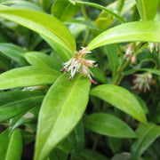 Sarcococca