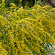 Solidago