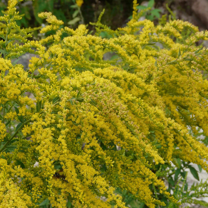 Solidago