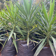    Spineless Yucca