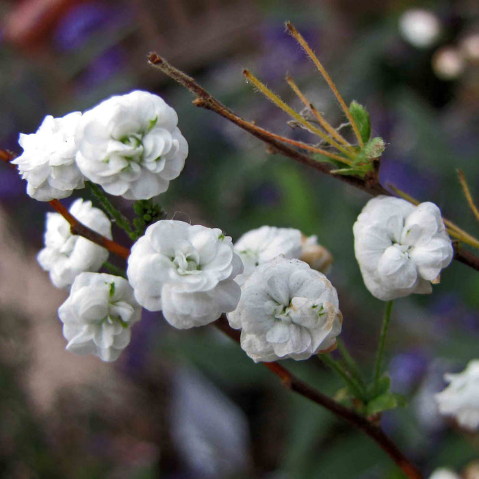 Spiraea prunifolia-kadiyamnursery