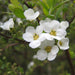 Spiraea prunifolia