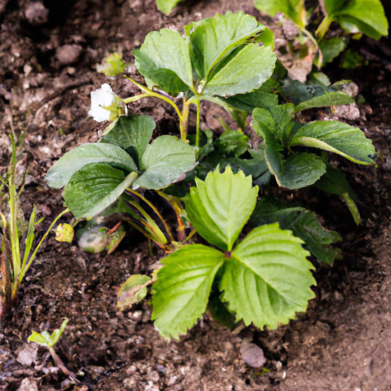 Buy Healthy and Productive Garden Strawberry Plant (Fragaria × ananassa)