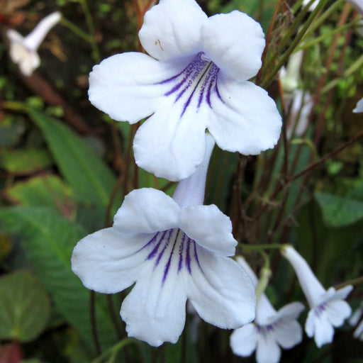  Streptocarpus rexii