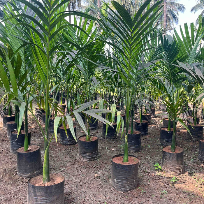 Supari Palm