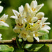 Sweet osmanthus