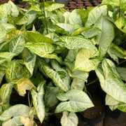 Syngonium podophyllum lemon n lime