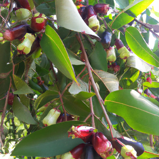Java Plum Plant Kadiyam Nursery Plants Online — Mahindra Nursery