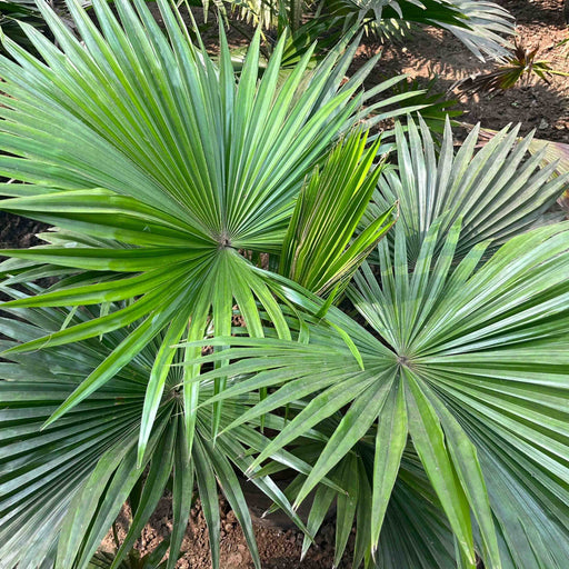     Table Palm