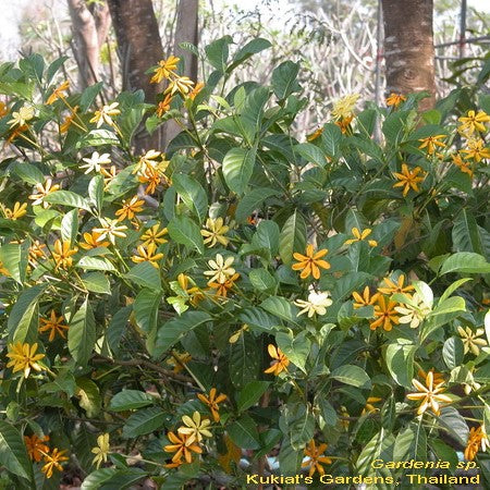 Thai Gardenia