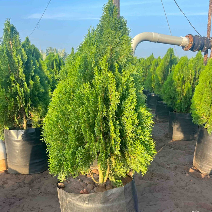 Buy Compact Thuja Plant - Add Beauty to Your Garden Today